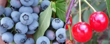 blue cherry